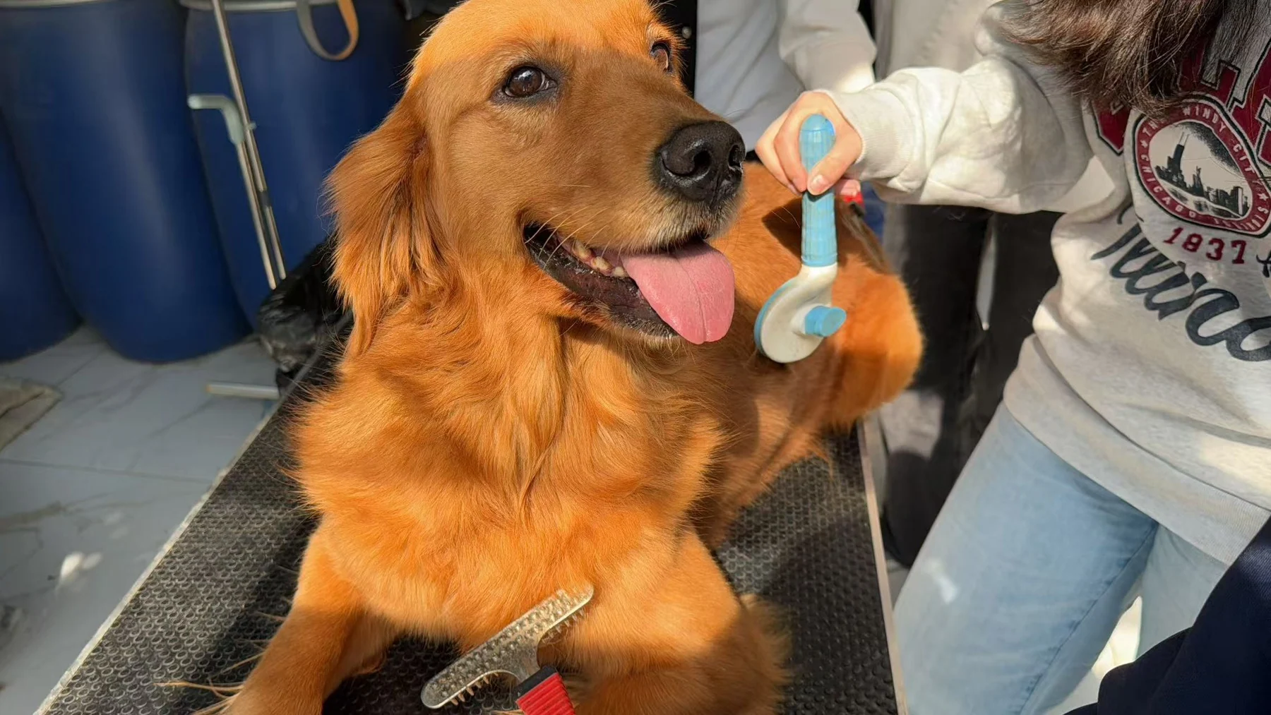 Meeting a rescue dog